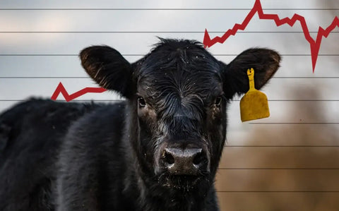 Navigating the Canadian Meat Market: A Comprehensive Insight into Cattle Trends